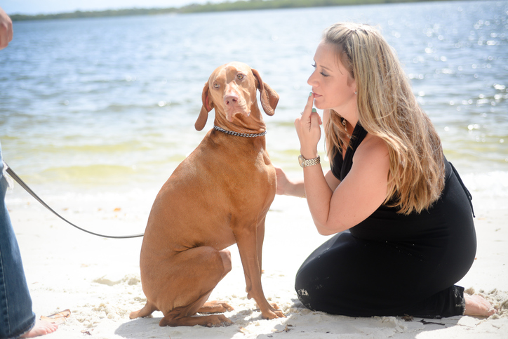 7 Reasons Why Your Dog Ignores You A