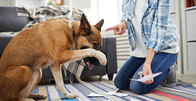 Behavioural training