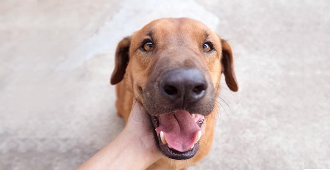 Reward_based_training