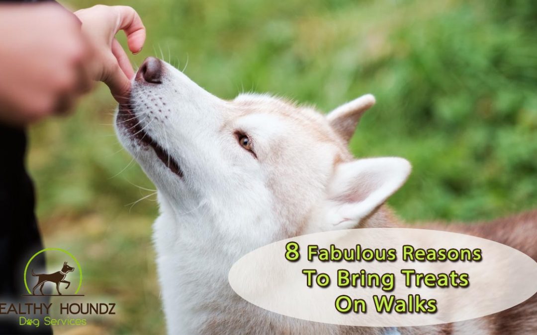 8 Reasons To Always Bring Treats On Walks