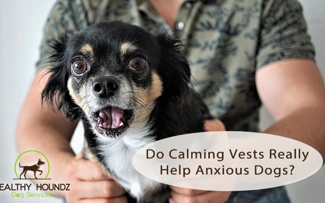 Do Calming Vests Really Help Anxious Dogs?
