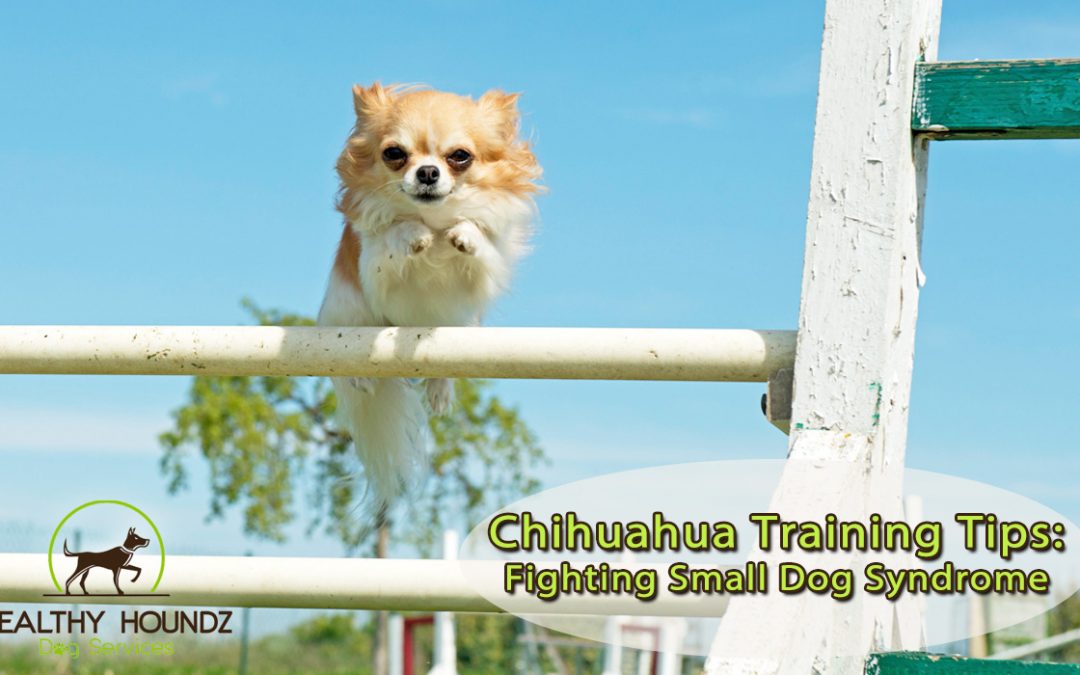 Chihuahua Training Tips – Fighting Small Dog Syndrome