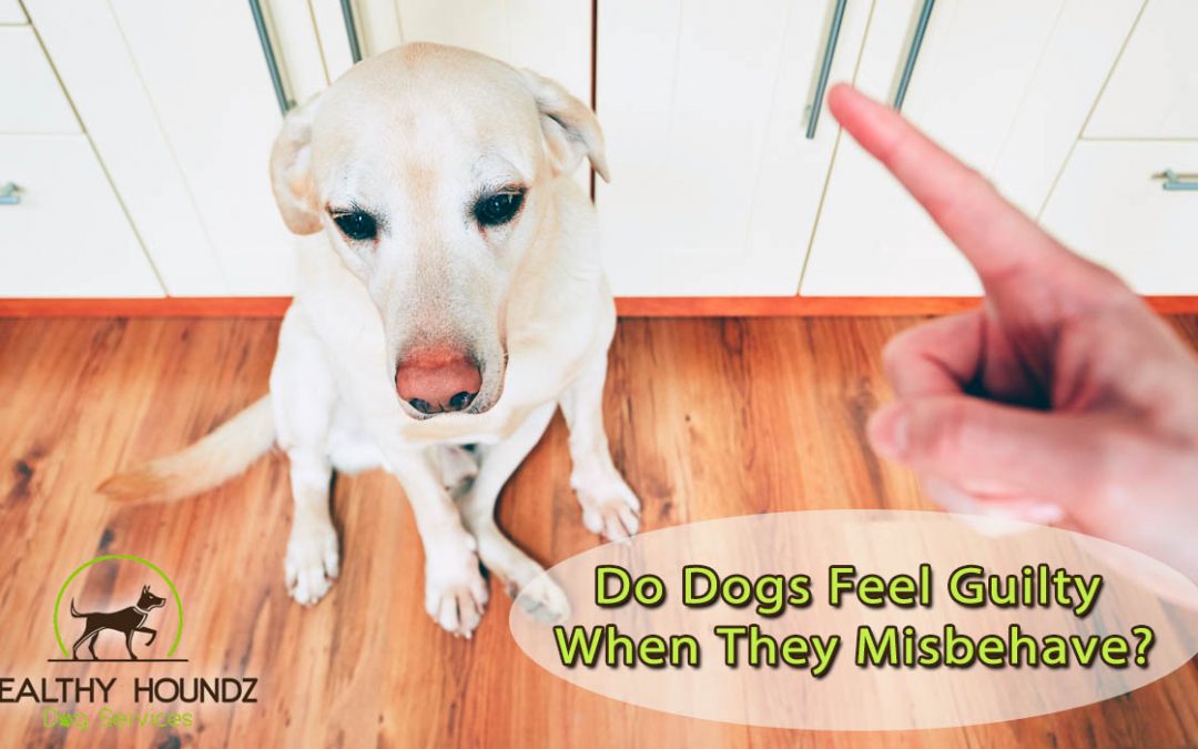 Do Dogs Feel Guilt When They’ve Done Something Wrong?