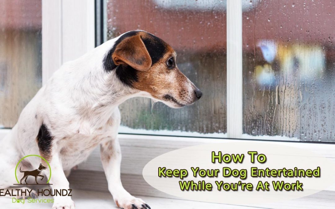 Pawsitive Distractions: 7 Ways to Entertain Your Dog While You Work