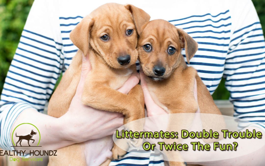 Littermate Syndrome – Why It’s Tough To Raise Two Puppies From The Same Litter