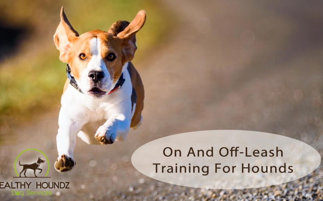 On And Off Leash Training For Hounds