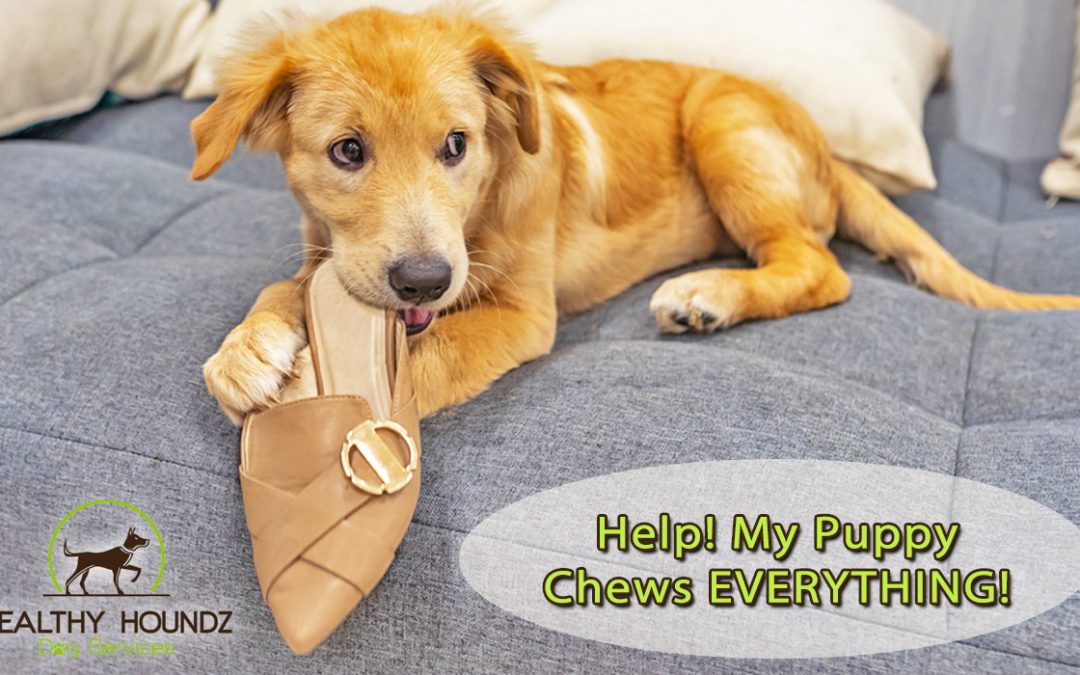 Help, My Puppy Chews On EVERYTHING!