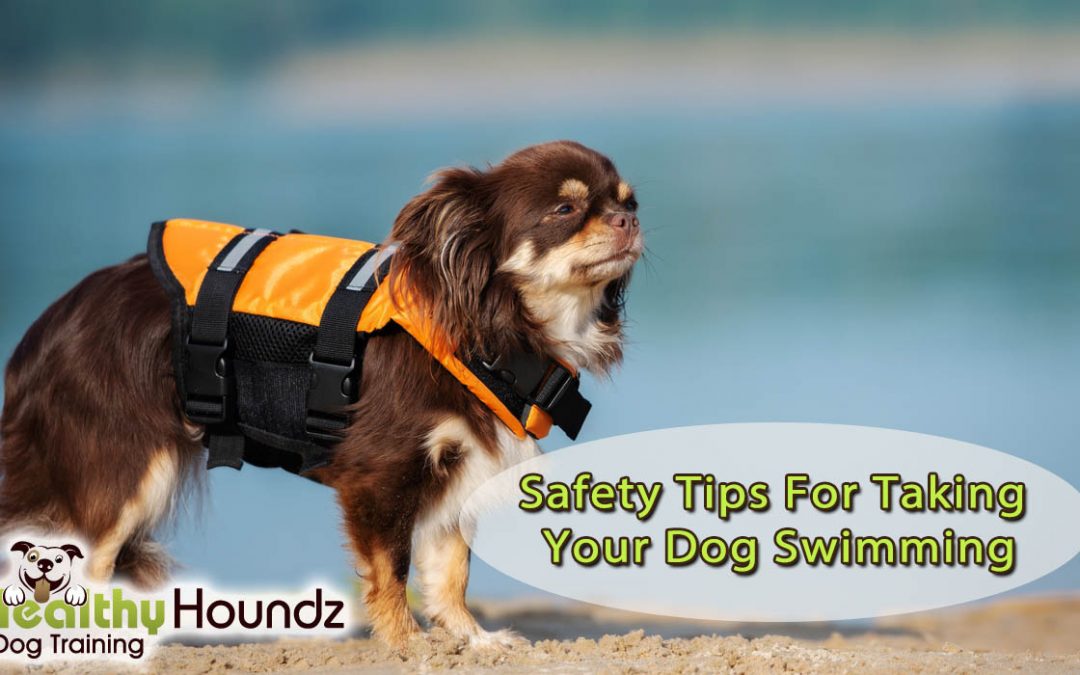 Safety Tips For Taking Your Dog Swimming