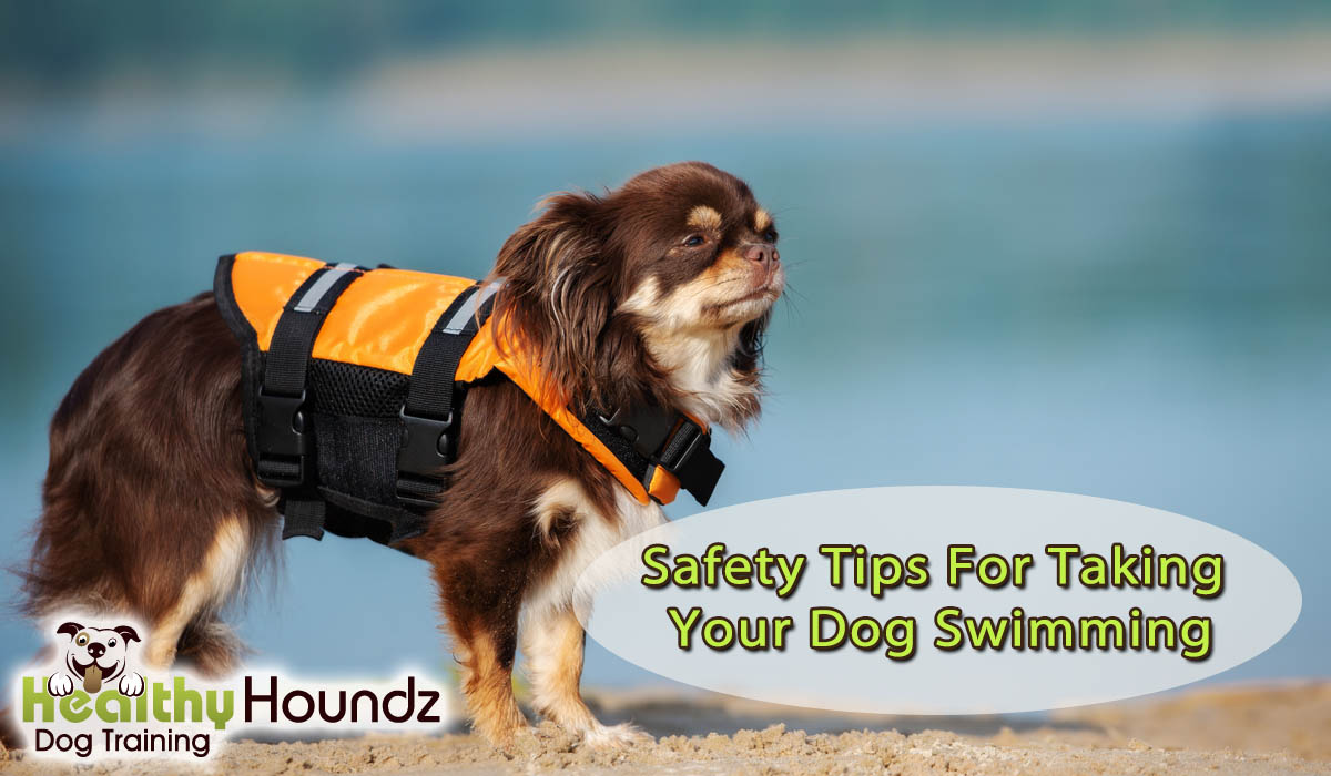 Take Your Dog Swimming