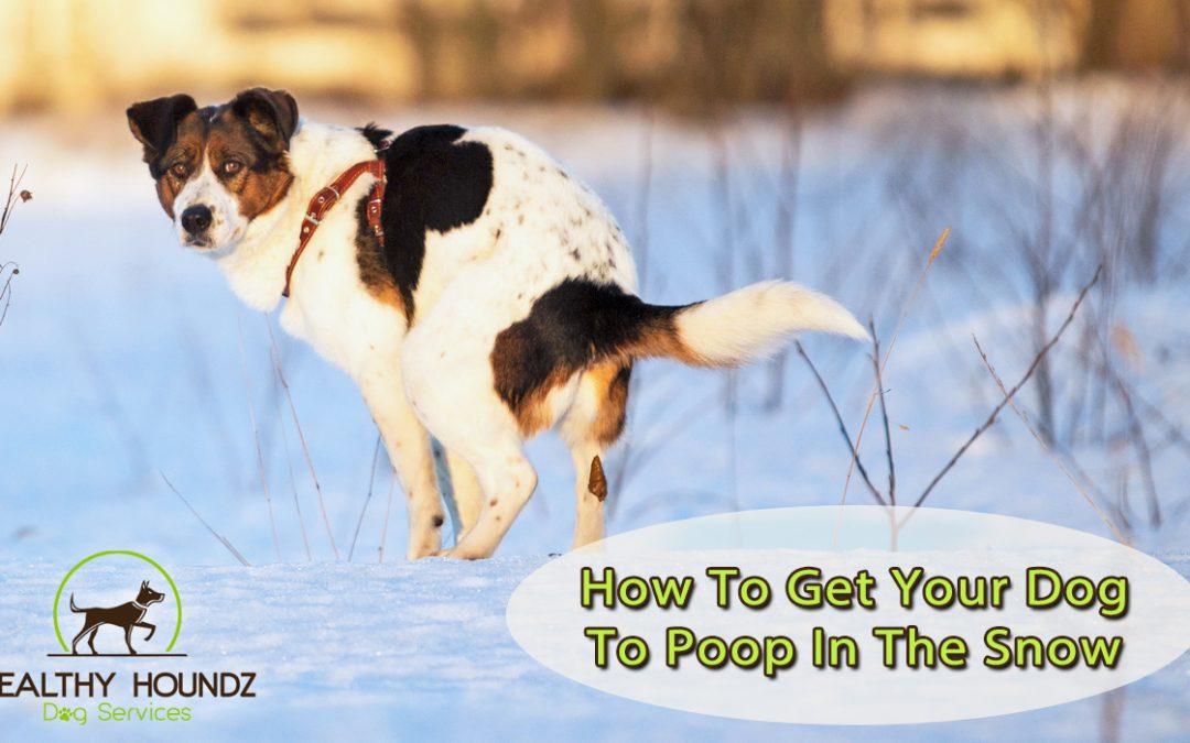 How To Get Your Dog To Poop Outside In The Winter
