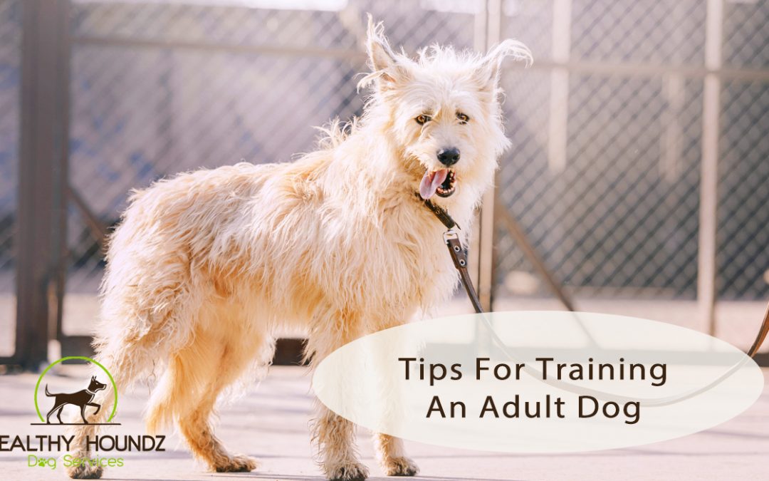 Tips For Training An Adult Dog