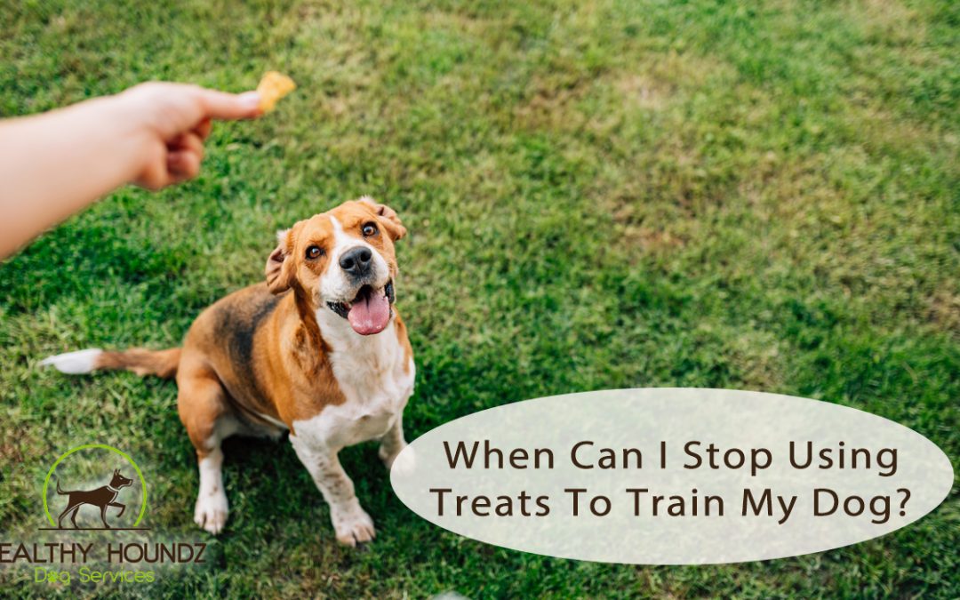 When Can I Stop Using Treats To Train My Dog?