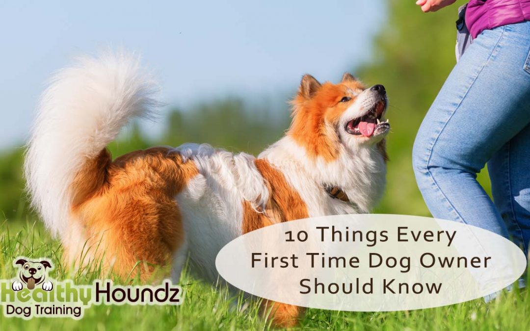 First-Time Puppy Owners: Embarking on a Tail-Wagging Adventure