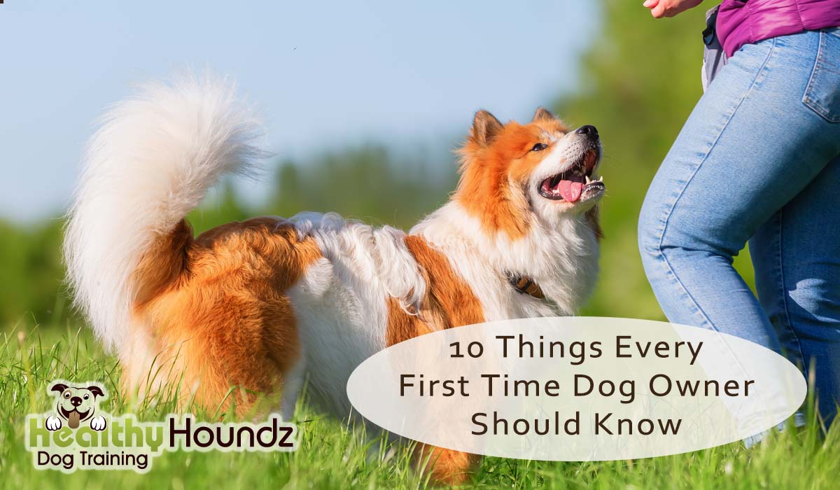 First Time Dog Owner Tips