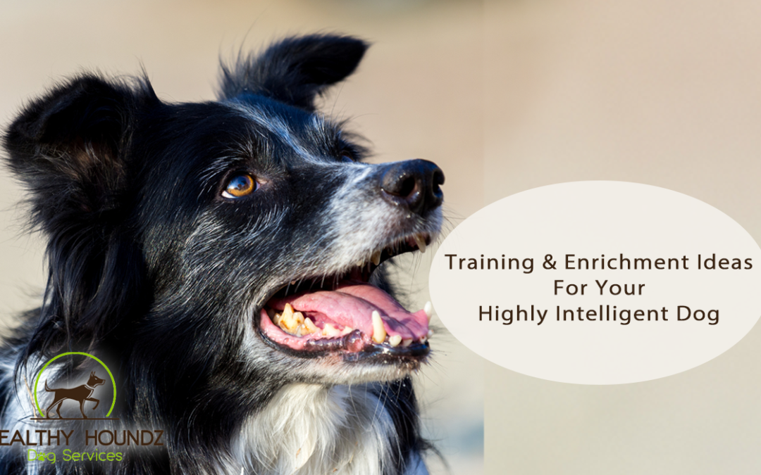 Fun Enrichment Activities For Training Your Highly Intelligent Dog