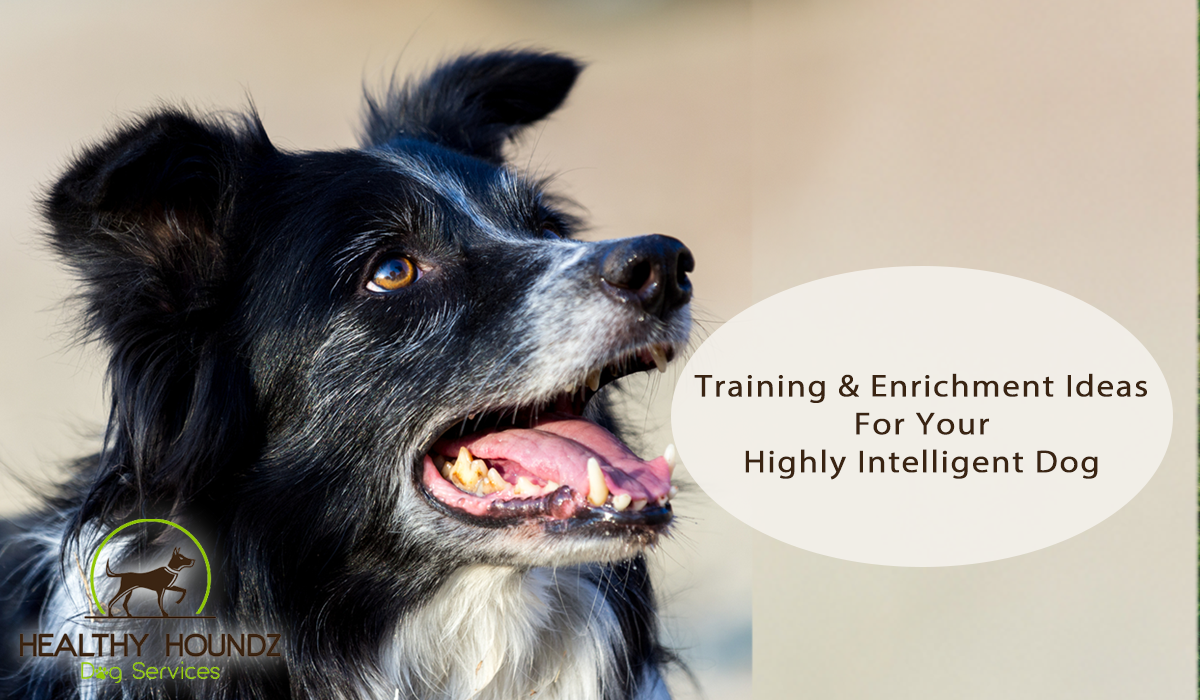 Intelligent Dog Training And Enrichment Games