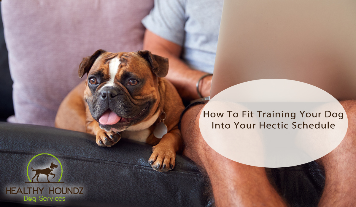 Too Busy To Train Your Dog? How To Fit Dog Training Into Your Hectic Schedule