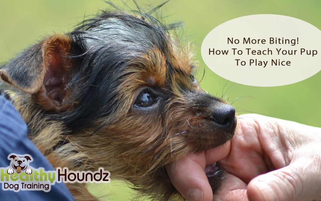 How To Stop Puppy Biting During Playtime