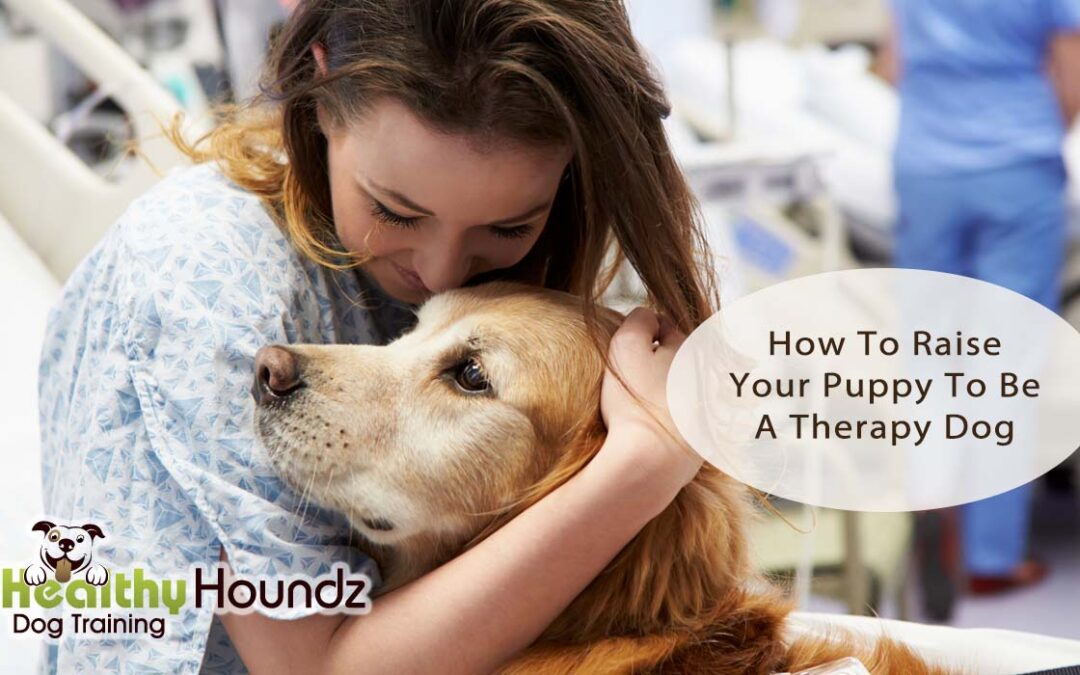 How To Raise Your Puppy To Be A Therapy Dog
