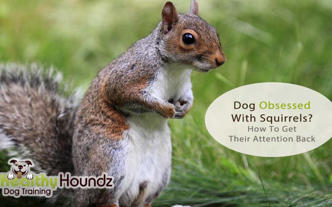 Dog Obsessed With Squirrels?