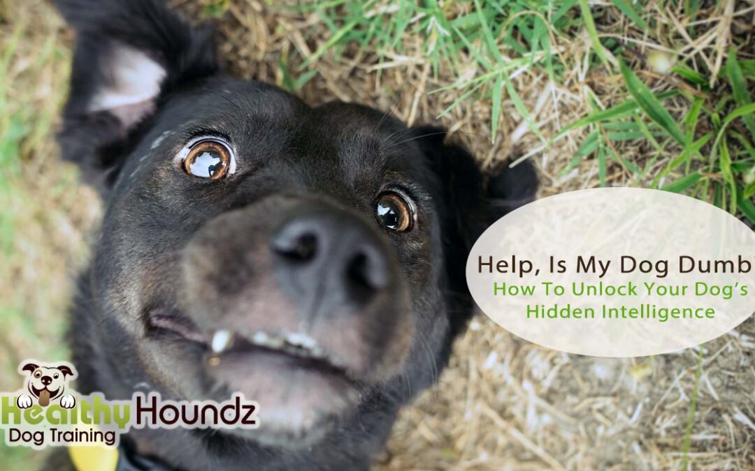 Help, Is My Dog Dumb?