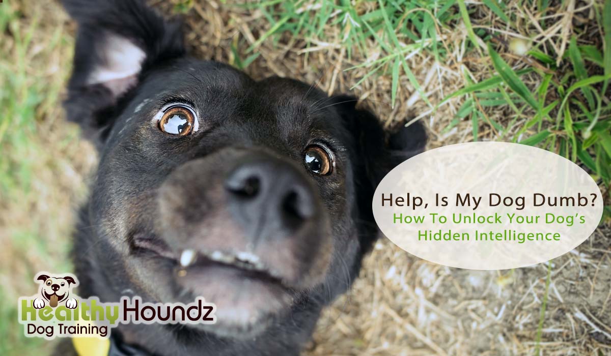 Discovering your dog's intelligence - what to do if you suspect your dog is "dumb"