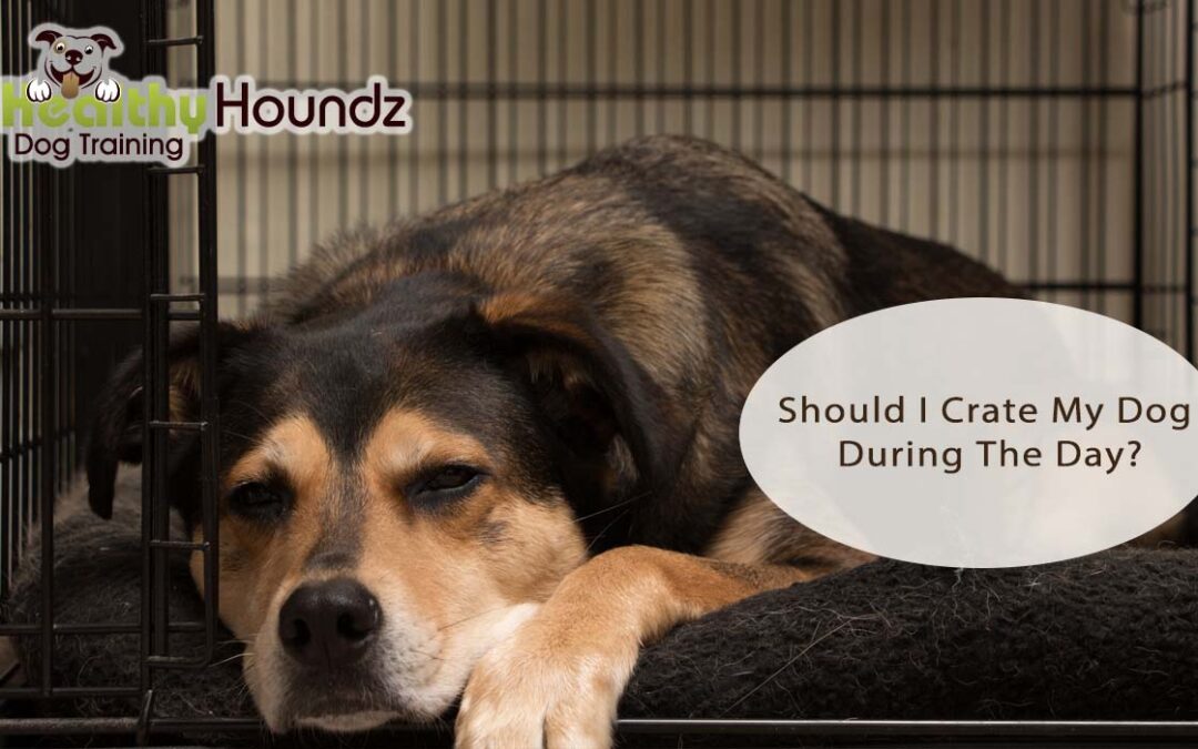 Should I Crate My Dog During The Day While I’m At Work?