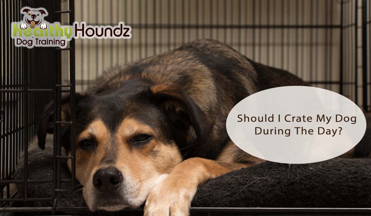 Should I Crate My Dog During The Day While I'm At Work?