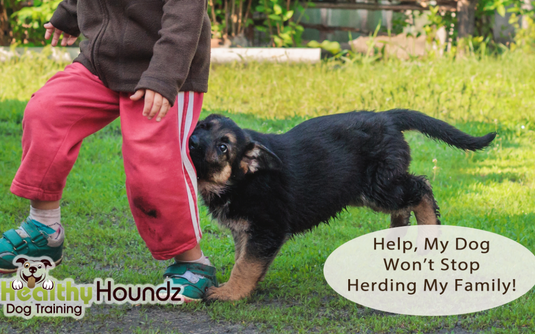 Help, My Dog Herds My Family!