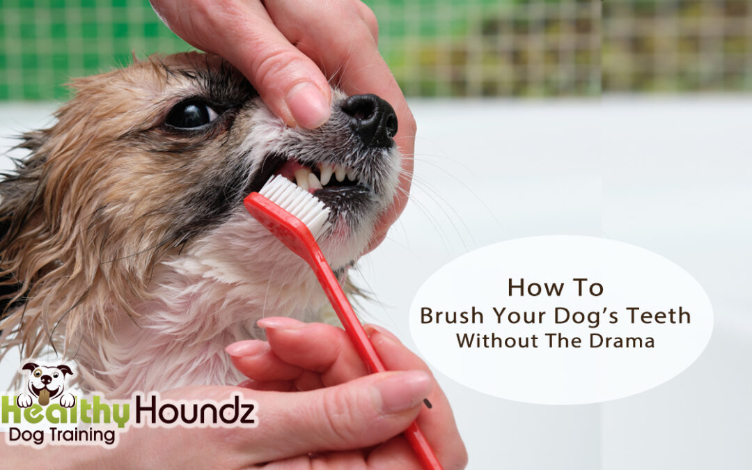How To Brush Your Dog’s Teeth