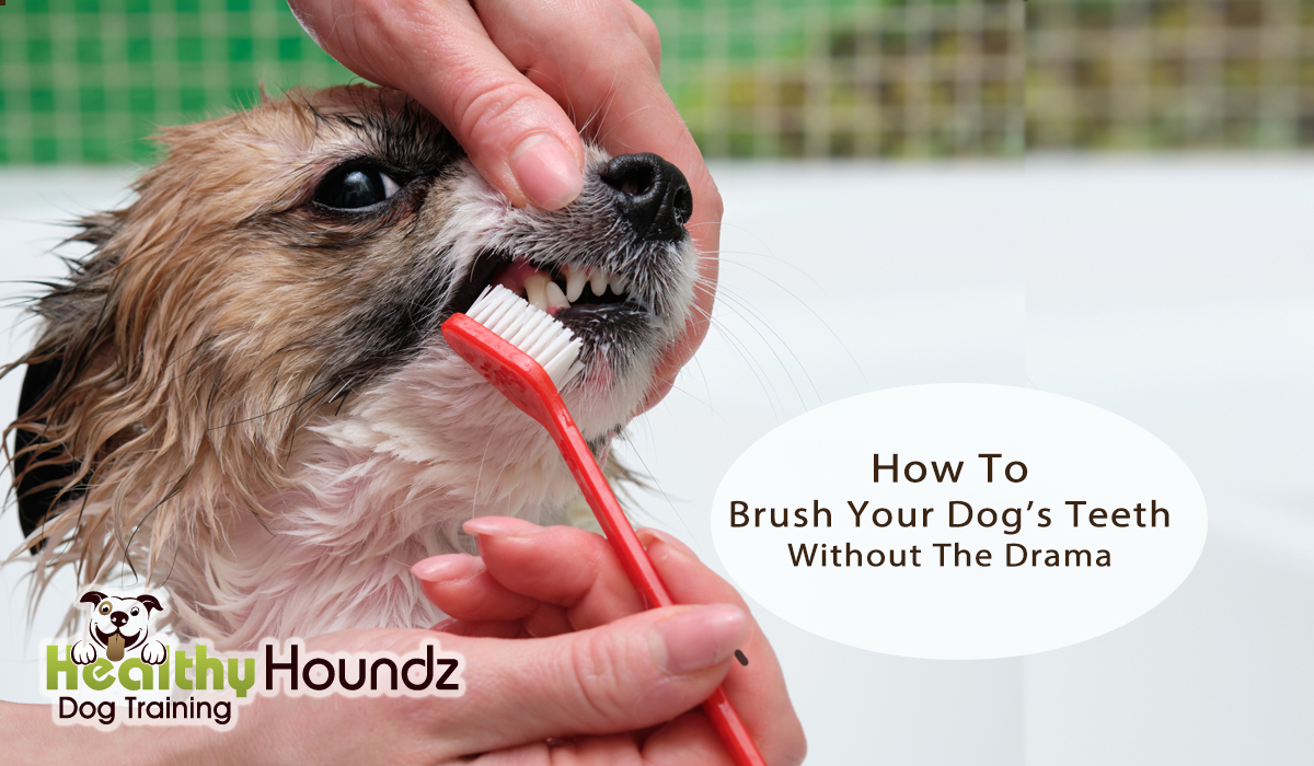 Dog Hates Having Their Teeth Brushed