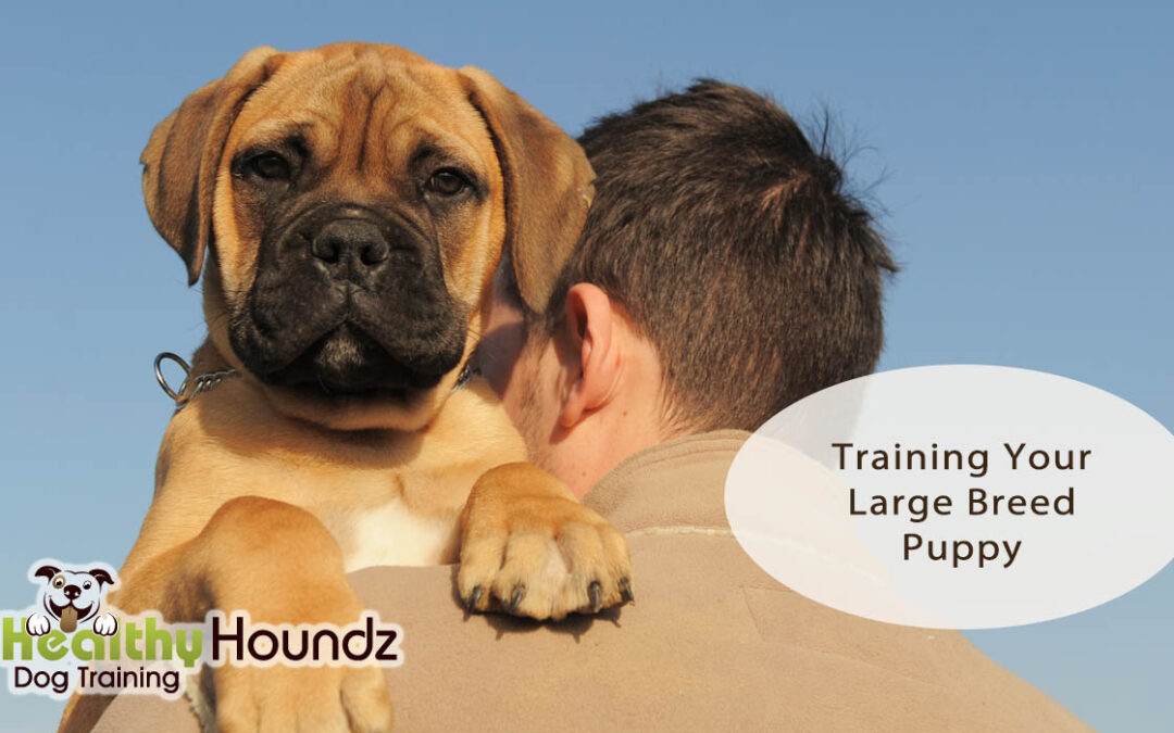 Training Your Large Breed Puppy To Be A Well-Mannered Family Dog