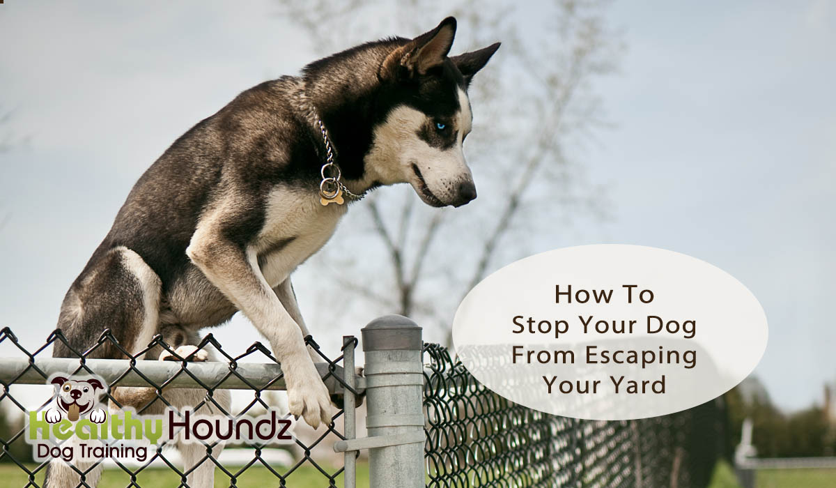 Dog Escapes Yard - Solutions and training options