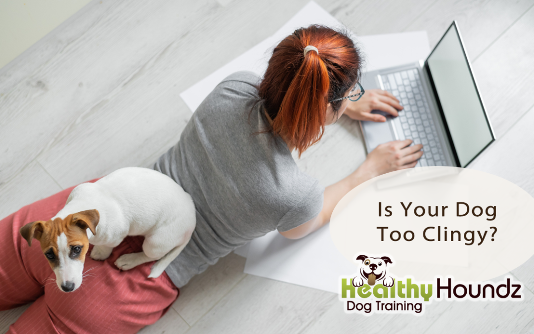 Why Is My Dog Clingy? How To Help Your Velcro Dog Become More Independent