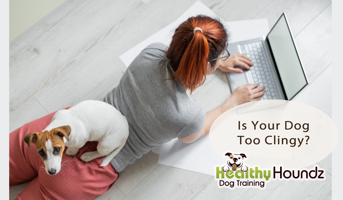 How to help your clingy velcro dog become more indepedent