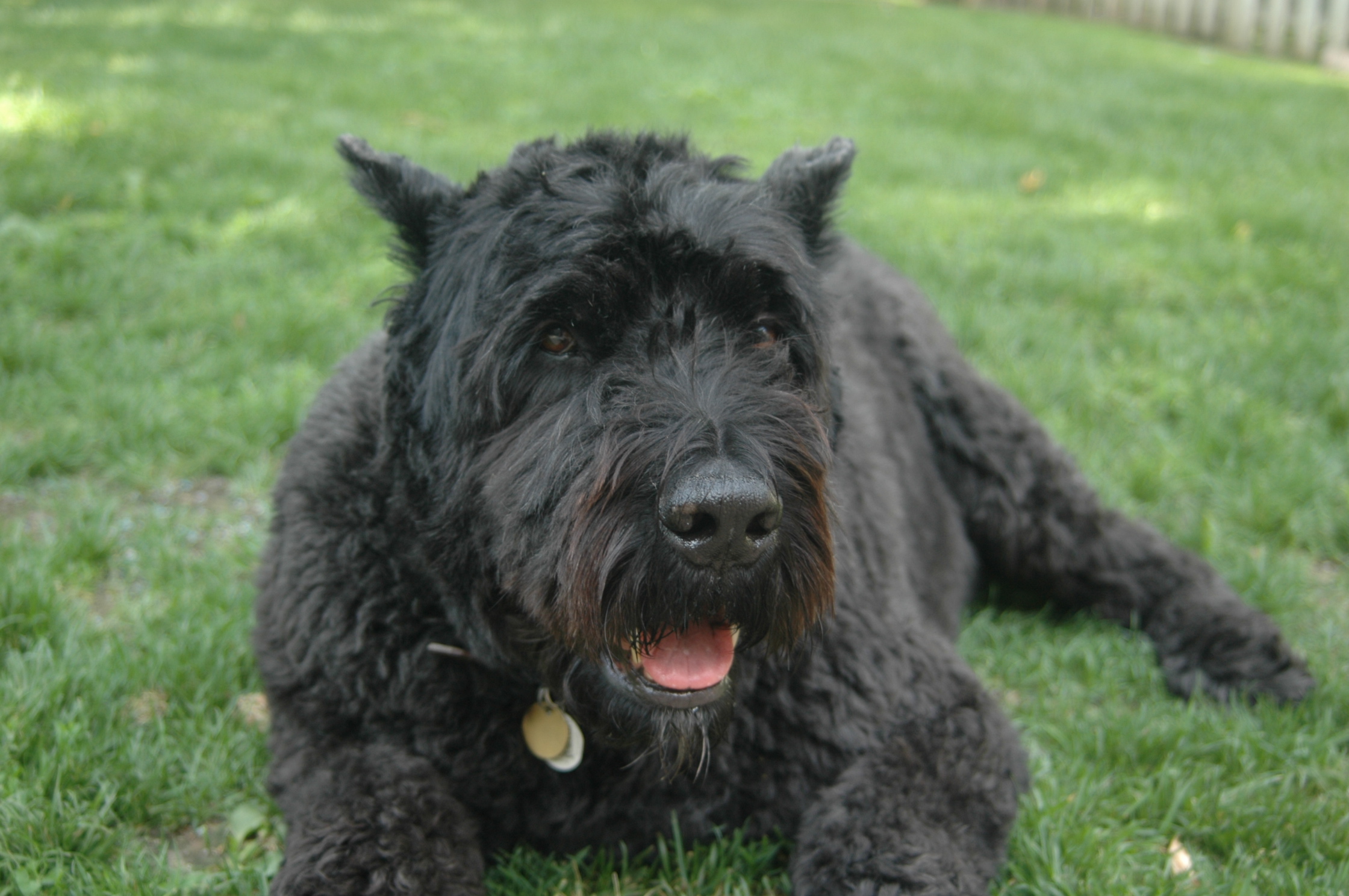 puppy training North York