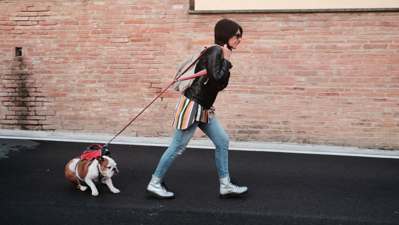 My Dog Wont Listen To Me!