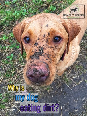 Why Does My Dog Eat Dirt and Then Throw Up