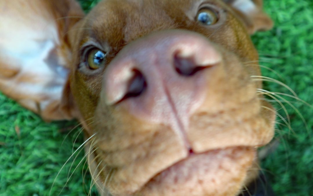 Tips for Bringing Your Puppy to the Cottage: Continuing Training on Your Getaway**